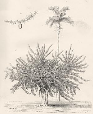 Imagen del vendedor de Exotic Plants: 1. Calabash tree; 2. Betel nut palm a la venta por Antiqua Print Gallery