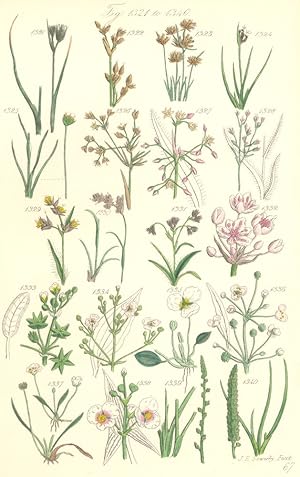 Seller image for Fig. 1321. J. Castaneus. Clustered Rush; Fig. 1322. J. Squarrosus. Mosh Rush; Fig. 1323. J. Capitatus. Dense-headed Rush; Fig. 1324. J. Biglumis. Two- Flowered Rush; Fig. 1325. J. Triglumis. Three-Flowered Rush; Genus 3. Luzula. Fig. 1326. L. Sylvatica. Great Hairy-Rush; Fig. 1327. L. Pilosa. Wood Hairy-Rush; Fig. 1328. L. Fosteri. Narrow-leaved Hairy-Rush; Fig. 1329. L. Campestris. Field Hairy-Rush; Fig. 1330. L. Arcuata. Curved Hairy-Rush; Fig. 1331. L. Spicata. Spiked Hairy-Rush; Order XCVII. Butomaceae. Genus 1. Butomos. Fig. 1332. B. Umbellatus. Flowering Rush; Order XCVIII. Alismaceae. Genus 1. Actinocarpus. Fig. 1333. A . Damasonium. Star-Fruit; Genus 2. Alisma. Fig. 1334. A. Plantago. Water-Plantain; Fig. 1335. A. Natans. Floating W for sale by Antiqua Print Gallery