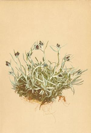 Seller image for Gnaphalium supinum L.- Niedriges Ruhrkraut for sale by Antiqua Print Gallery