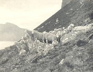 Sheep-Farming in the Highlands; on the mountains