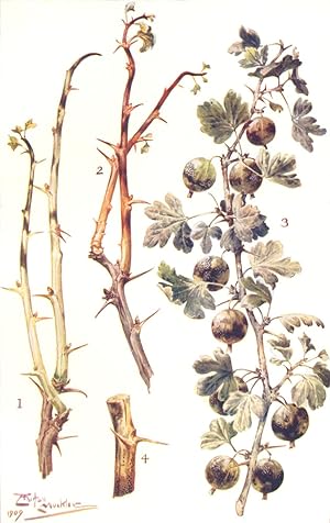 American Gooseberry Mildew; 1. Winter condition of shoots of green-fruited Gooseberry; 2. Winter ...