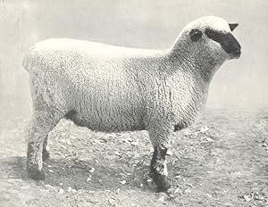 Hampshire down Ewe One of the 1st prize pen of Ewe Lambs at the Salisbury Sheep Fair, 1908
