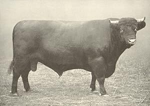 Lincolnshire Red Shorthorn Bull - "Scampton Exile" winner of first prize at the R.A.S.E. And Linc...