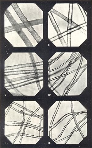 Wool -II; Micro-Photographs of Wool Fibres (Enlarged 110 diameters); 7. China; 8. New Zealand Yea...