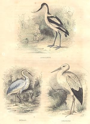 Seller image for Avocette; Hron; Cigogne for sale by Antiqua Print Gallery