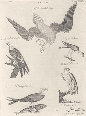 Falco; White headed Eagle; Swallow Paild Hawk; Pigeon Hawk; Fishing Hawk; Iceland Falcon; Fasciol...