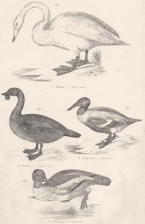 Imagen del vendedor de Birds; C. Ferus.-Wild Swan; H. Lobatus.-Lobated Duck; S.Clypeata- Shoveller; M.Merganser- Goosander a la venta por Antiqua Print Gallery