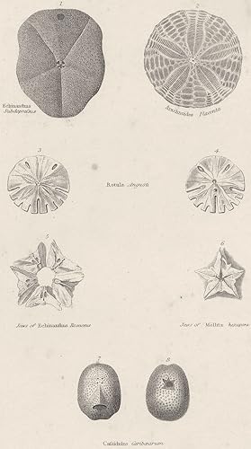 Imagen del vendedor de Echinodermata; 1. Echinanthus Subdepressus; 2. Arachnoides Placenta; 3, 4. Rotula Angusti; 5. Jaws of Echinanthus Rosaceus; 6. Jaws of Mellita hexapora; 7, 8. Cassidulus Caribaearum a la venta por Antiqua Print Gallery