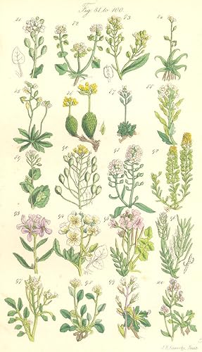 Seller image for Fig. 81. C. Anglica. English Scurvy Grass; Fig. 82. C. Danica. Danish Scurvy Grass. Fig. 83.C. Armoracia. Horse-radish; Genus 13. Subularia. Fig. 84. S. Aquatica. Awl-Wort; Genus 14. Draba. Fig. 85. D. Verna. Whitlow Grass; Fig. 86. D. Aizoides. Yellow Draba; Fig. 87. D. Rupestris. Rock Draba; Fig. 88. D. Incana. Twisted-podded Draba. Fig. 89. D. Muralis. Broad-leaved Draba; Genus 15.Camelina. Fig. 90. C. Sativa. Gold of Pleasure; Genus 16. Koniga. Fig. 91. K. Maritima. Sweet Alyssum; Genus 17. Alyssum. Fig. 92. A. Calycinum. Calycine Alyssum. Madwort; Genus 18.Dentaria. Fig. 93. D. Bulbifera. Coral-root; Genus 19. Cardamine. Fig. 94. C. Amara. Bitter-Cress; Fig. 94. C. Pratensis. Lady's Smock; Fig. 96. C. Impatiens. Narrow-leaved Bitter-Cr for sale by Antiqua Print Gallery