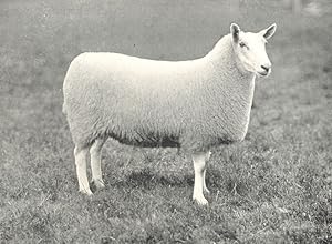 Half-Bred Ewe winner of first prize and president's medial, H. & A. S. show, 1907