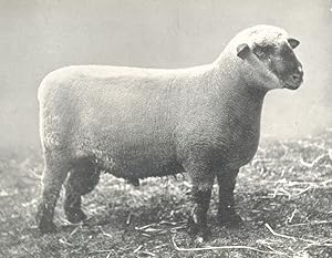 Hampshire down Shearling Ram 1st prize winner, R.A.S.E. show, 1909
