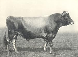 Jersey Bull - "Alfriston's Pride" 1st at the R.A.S.E. show. 1908