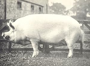 Large White Boar - "Sampson of Worsley" winner of first prize, R.A.S.E. show, 1909;