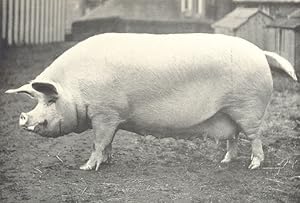 Large White Sow - "Bottesford Monchington Queen" winner of first prizes, R.A.S.E. shows, 1908 and...