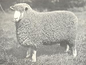 Lincoln Shearling Ram - "Riby Gloucester Champion" first and champion at the R.A.S.E. And Lincoln...