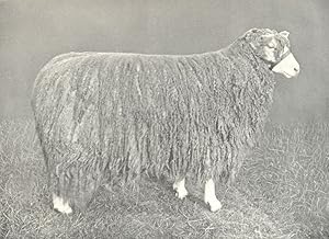 Lincoln Ewe one of first prize pen at the R.A.S.E. show, 1908