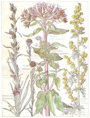 Seller image for Common Hemp Agrimony; Common Filago; Wood Cudweed; Common Worm Wood - The Daisy family. [Order XLI. Compositae] Plate 65 for sale by Antiqua Print Gallery