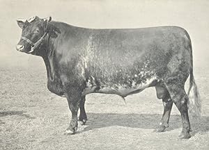 Shorthorn Bull - "Duke of Kingston 2nd" first and Champion, R.A.S.E. show, 1910