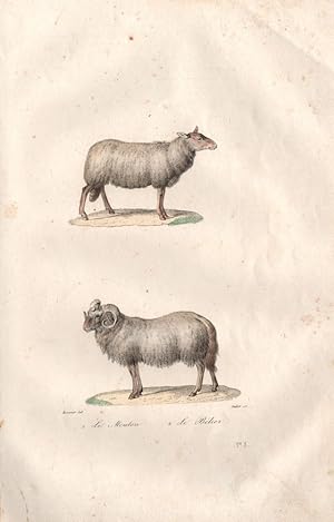 1. Le Mouton [Goat]; 2. Le Bélier [Ram]