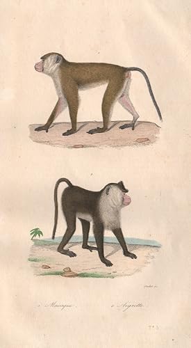 1. Macaque; 2. Aigrette [Pappus]