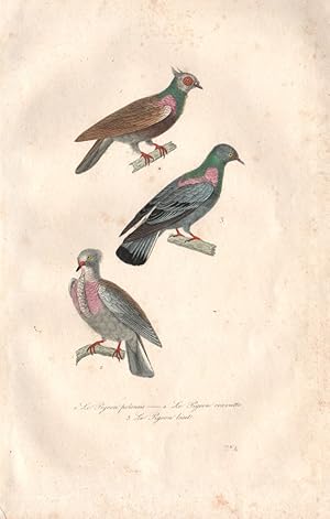 1. Le Pigeon Polonais [Polish Pigeon] ; 2. Le Pigeon cravatte; 3. Le Pigeon Biset [Rock Dove]