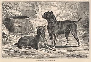 Seller image for Old-Fashioned English Terriers for sale by Antiqua Print Gallery