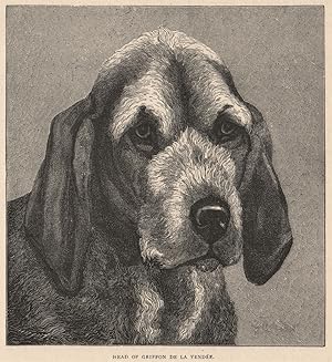 Seller image for Head of Griffon de la Vende for sale by Antiqua Print Gallery