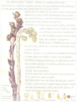Seller image for Fir Rape Pine Bird's Nest - The Bird's-nest Family. [Order XLV. Monotropaceae] Plate 6 for sale by Antiqua Print Gallery