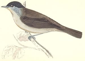 Blackcap