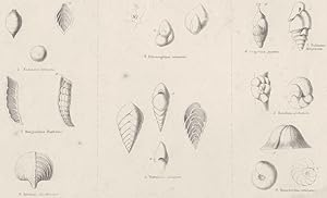 Imagen del vendedor de Rhizopoda; 1. Nodosaria laevigata; 2. Marginulina Raphanus; 3. Pavonina flabelliformis; 4. Polymorphina communis; 5. Textularia aeiculata; 6. Uvigerina pygmaea; 7. Bulimina marginata; 8. Rosalina globularis; 9. Truncatulina refulgens a la venta por Antiqua Print Gallery