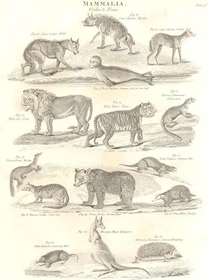 Seller image for Mammalia Order 3. Ferae; Fig. 9. Phoca Vitulina, Common Seal, or Sea Calf; Fig. 10. Canis Lupus, Wolf; Fig. 11. Canis Hyaena, Hyaena; Fig. 12. Canis Aureus, Jackal; Fig. 13 Felis Leo, Lion; Fig. 14. Felis Tigris, Tiger; Fig.15. Viverra Ichneumon, Ichneumon; Fig.16. Viverna Civetta, Civet Cat; Fig. 17. Viverra Foina, Marten; Fig. 18. Lutra Vulgaris, Common Otter; Fig. 19. Ursus Arctos, Brown Bear; Fig. 20. Ursus Meles, Badger; Fig. 21 Macropus Major, Kanguroo; Fig.22. Talpa Radiata, Radiated Mole; Fig. 23. Erinaceus Europaeus, Common Hedgehog for sale by Antiqua Print Gallery