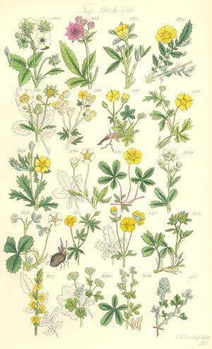 Fig. 381. F. Elatior. Hautboy Strawberry; Genus 7. Comarum. Fig. 382. C. Palustre. Marsh Cinque-f...