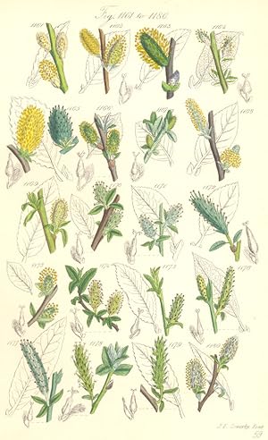 Seller image for Fig. 1161. S. Cinerea. Grey Sallow. Fig. 1162. S. Aquatica. Water Sallow; Fig. 1163. S. Oleifolia; Fig. 1164. S. Aurita. Round-eared Sallow; Fig. 1165. S. Caprea. Great Sallow; Fig. 1166. S. Sphacelata; Fig. 1167. S. Cotinifolia. Sumach-leaved Willow; Fig. 1168. S. Hirta. Hairy-branched Willow; Fig. 1169. S. Nigricans. Dark-leaved Willow; Fig. 1170. S. Andersoniana. Green Mountain Sallow; Fig.1171. S. Damascena. Damson-leaved Willow; Fig. 1172. S. Forsteriana. Glaucous Mountain Sallow; Fig. 1173. S. Rupestris. Rock Willow. Fig. 1174. S. Petraea. Dark Rock Willow; Fig. 1175. S. Propinqua; Fig. 1176. S. Tenuior; Fig. 1177. S. Laurina. Laurel-leaved Willow; Fig. 1178. S. Laxiflora. Loose-flowered Willow; Fig. 1179. S. Radicans. Tea-leaved Will for sale by Antiqua Print Gallery