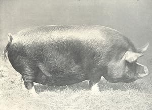 Berkshire Sow - "Dorcas" 1st prize and champion at the R.A.S.E., H.& A.S., Etc., shows, 1907