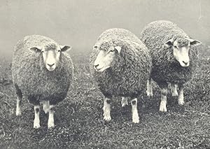 Devon Long-Woolled Ewes, 1st prize winners at R.A.S.E. show, 1908