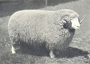 Exmoor Shearling Ram, winner of 1st prize, Bath and west of England show, 1908
