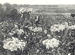 Gathering Arums, Scilly Isles