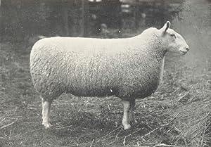 Half-Bred Gimmer 1st at the H. & A.S. show, 1907