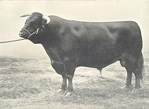 Welsh Bull - "Wern Goalkeeper" first at R.A.S.E. show, 1910