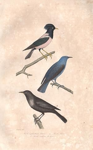 1. Merle á Plastron blanc [Ring Ouzel] ; 2. Merle Bleu [Blue-eared Glossy Starling] ; 3. Merle co...