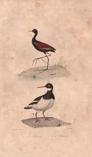 1. Le Jacana; 2. L'Huitrier [Oystercatcher]