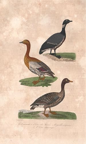 Seller image for 1. Le Cravant [Brant Goose] ; 2. L'Oie des terres Magellaniques [Ashy-headed Goose]; 3. L'Oie Sauvage [Wild or Greylag Goose] for sale by Antiqua Print Gallery