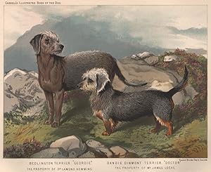 Bedlington Terrier. "Geordie." The Property of Dr. Lamond Hemming; Dandie Dinmont Terrier. "Docto...