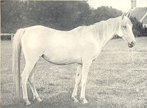 Arab Mare - "Bozra"; by Pharaoh; Dam, Basilisk. In the Possession of Lady Blunt