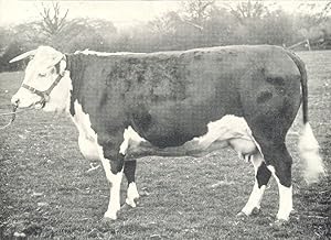 Hereford Heifer - "Shotover" champion at the R.A.S.E. show, 1904