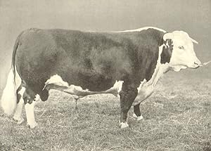 Hereford Bull - "Fire King" 1st and champion, Park Royal, 1905