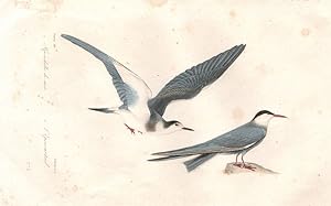 1. Hirondelle de mer [Common Tern]; 2. L'Épouvantail