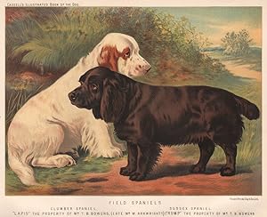 Field Spaniels; Clumber Spaniel; Sussex Spaniel; Lapis " The property of Mr. T.B. Bowers, (Late M...