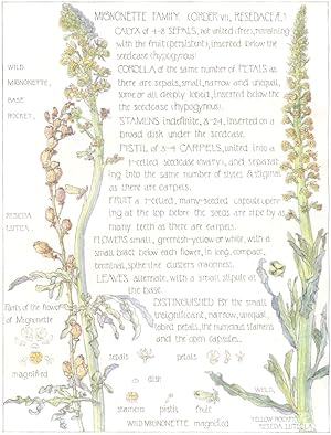 Wild Mignonette; Base Rocket; Yellow Rocket - The Mignonette family. [Order VII. Resedaceae] Plat...