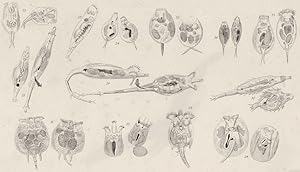 Imagen del vendedor de Rotatoria; Genera and species; 22. Triophthalmus, Dorsualis; 23. Cycloglena, Lupus; 24. Lepadella, Ovalis; 25. Euchlanis, Luna; 26. Colurus, Caudatus; 27. Squamella, Oblonga; 28. Callidina, Elegans; 29. Rotifer, Macrurus; 30. Philodina, Aculeata; 31. Noteus, Quadricornis; 32. Anuraea, Squamula; 33. Brachionus, Amphiceros; 34. Pterodina, Patina a la venta por Antiqua Print Gallery